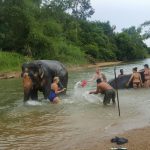 Khao Sok elephant bathing