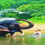 Khao Sok elephant bathing