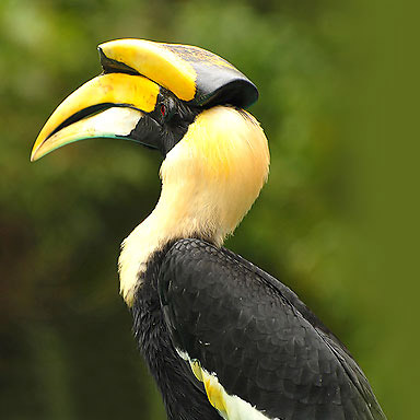 Khao Sok National park tours