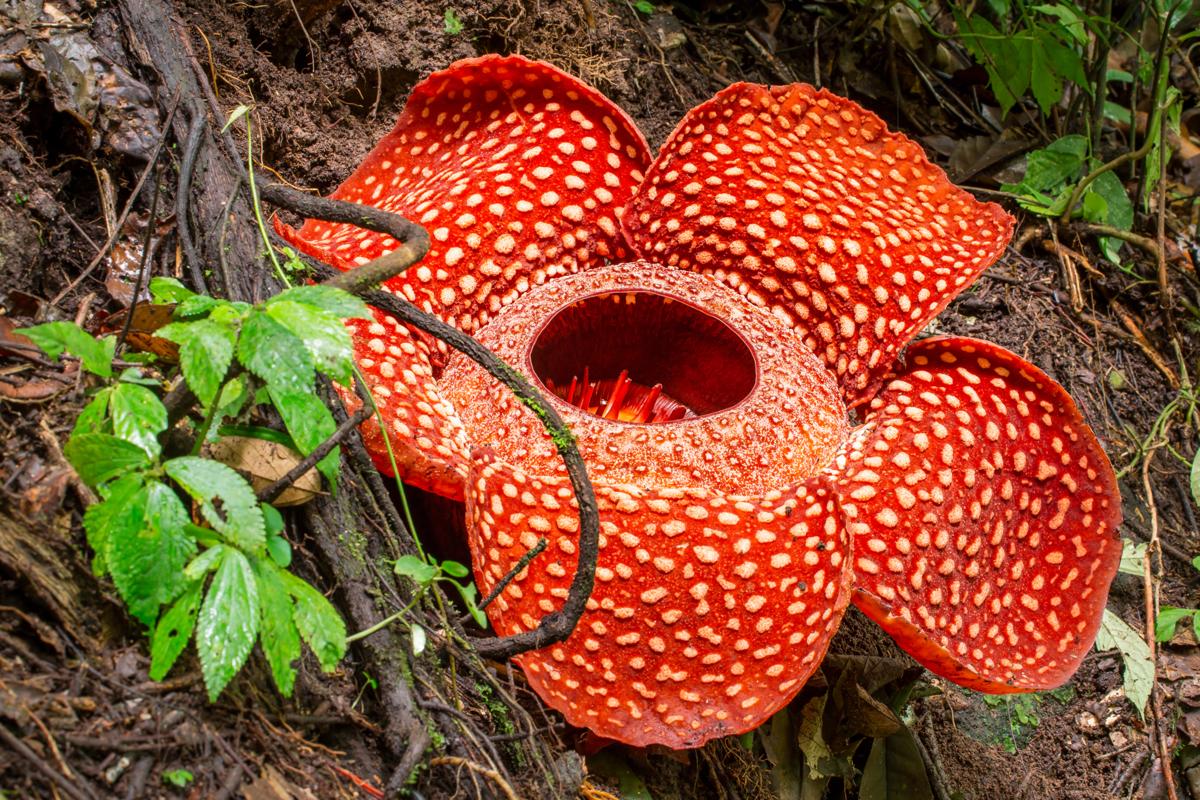rafflesia-flower-2